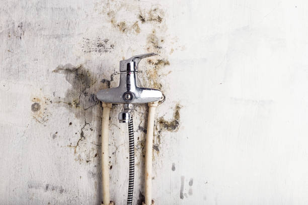 Professional Mold Removal in Kingsland, GA
