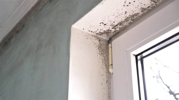 Best Black Mold Removal  in Kingsland, GA