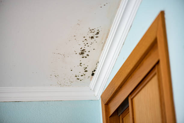 Best Mold Damage Repair  in Kingsland, GA