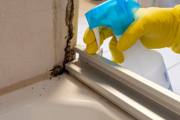 Best Crawl Space Mold Removal  in Kingsland, GA