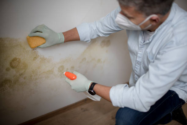Best Office Mold Removal Services  in Kingsland, GA