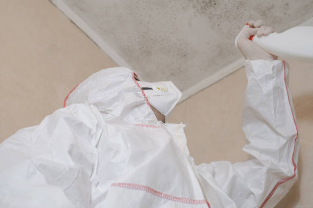Best Local Mold Removal Service  in Kingsland, GA