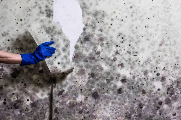 Crawl Space Mold Removal in Kingsland, GA