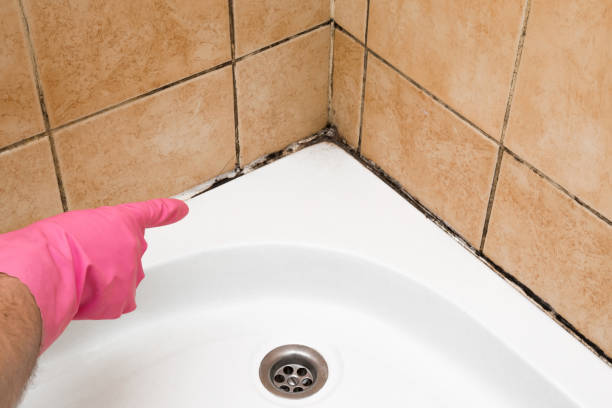 Best Crawl Space Mold Removal  in Kingsland, GA