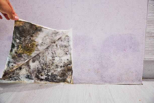 Best Fast Mold Removal  in Kingsland, GA
